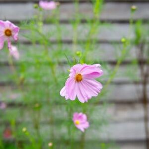 Meet your Posher, Cathy